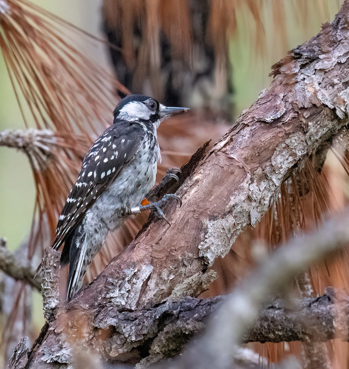 strakapoud kokardový - ML639921928