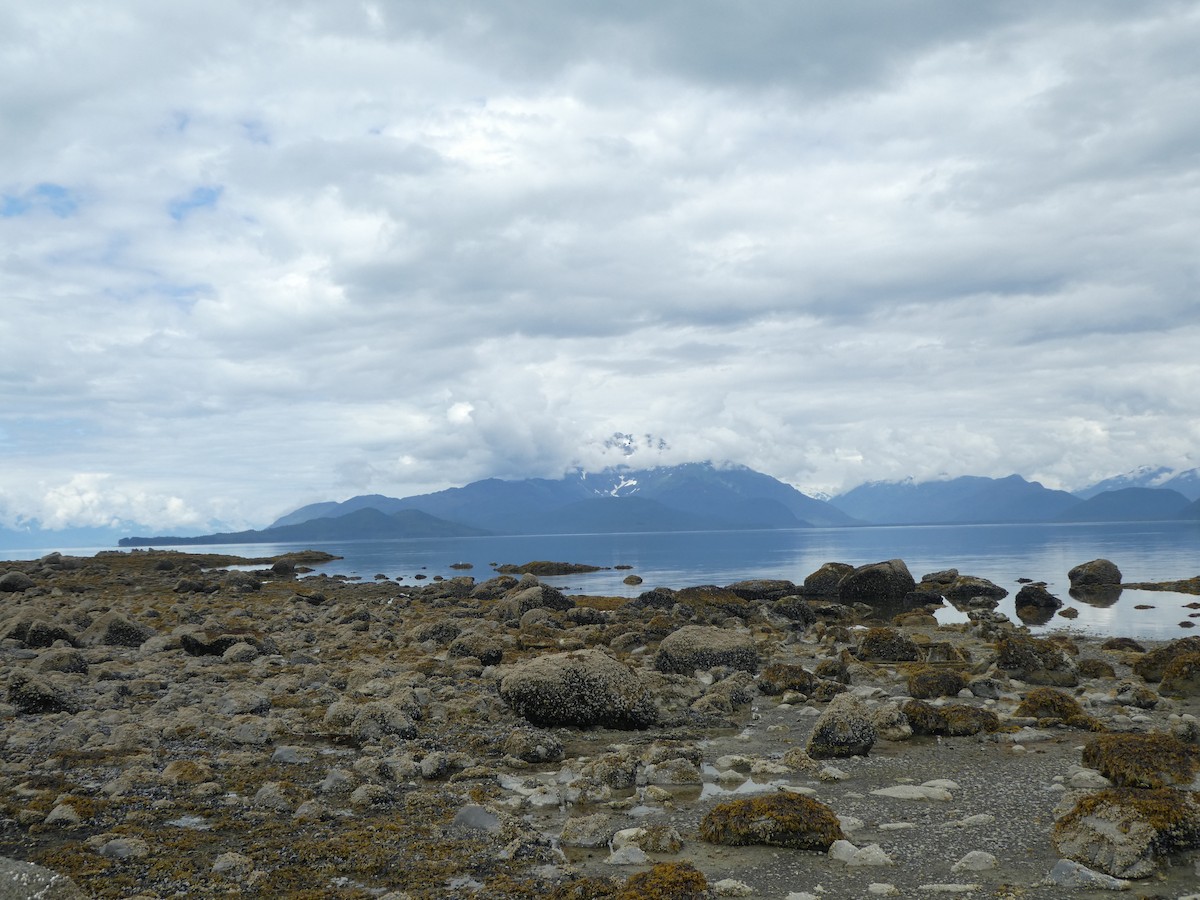 rybák dlouhoocasý - ML639921930