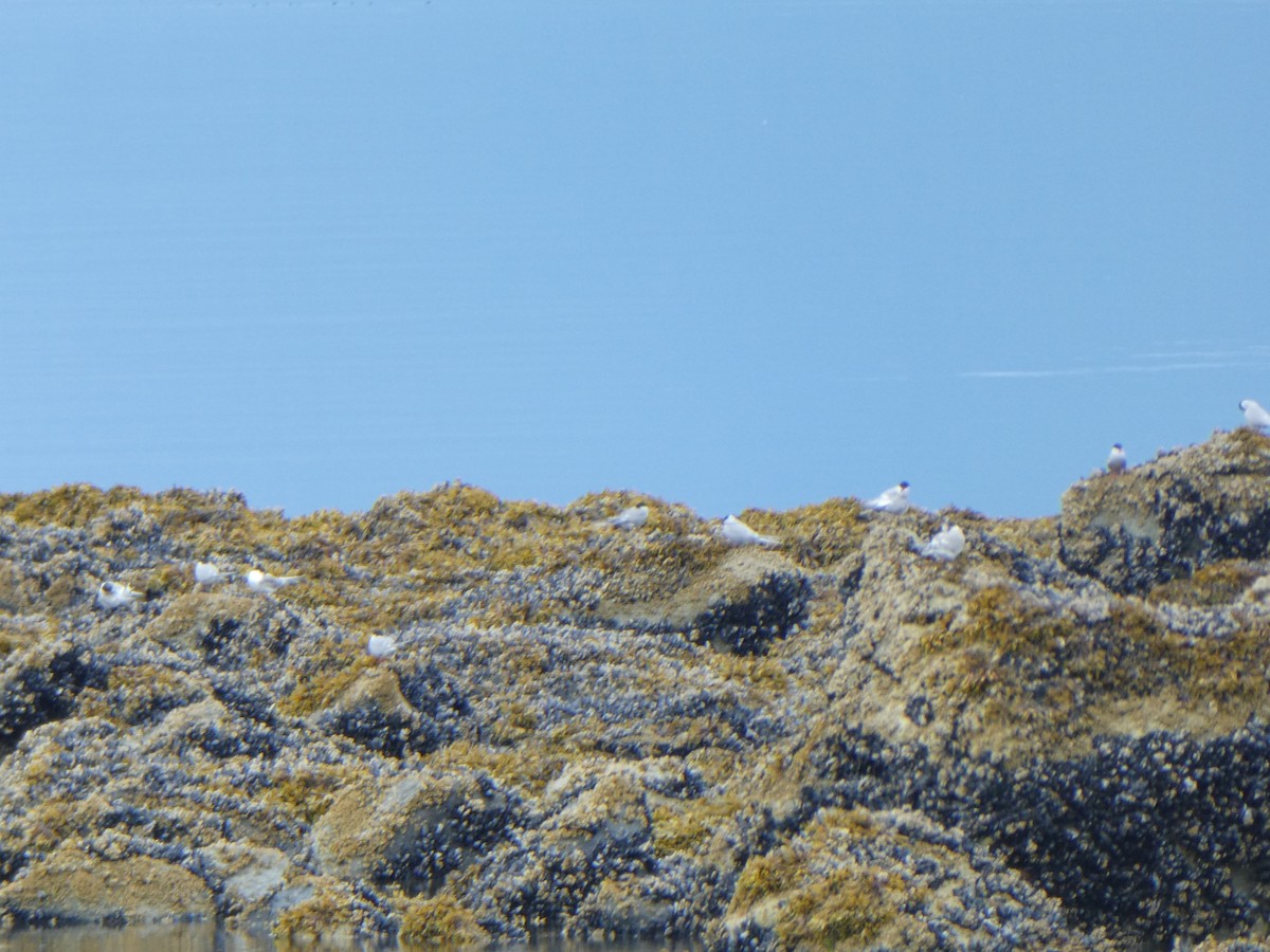 rybák dlouhoocasý - ML639921931