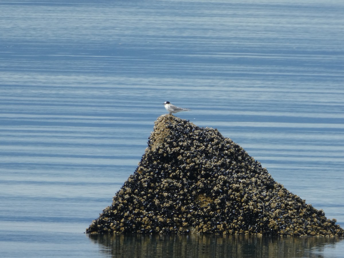 rybák dlouhoocasý - ML639921932