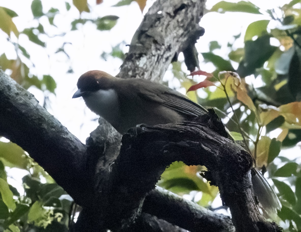 Rufous-crowned Laughingthrush - ML639921934
