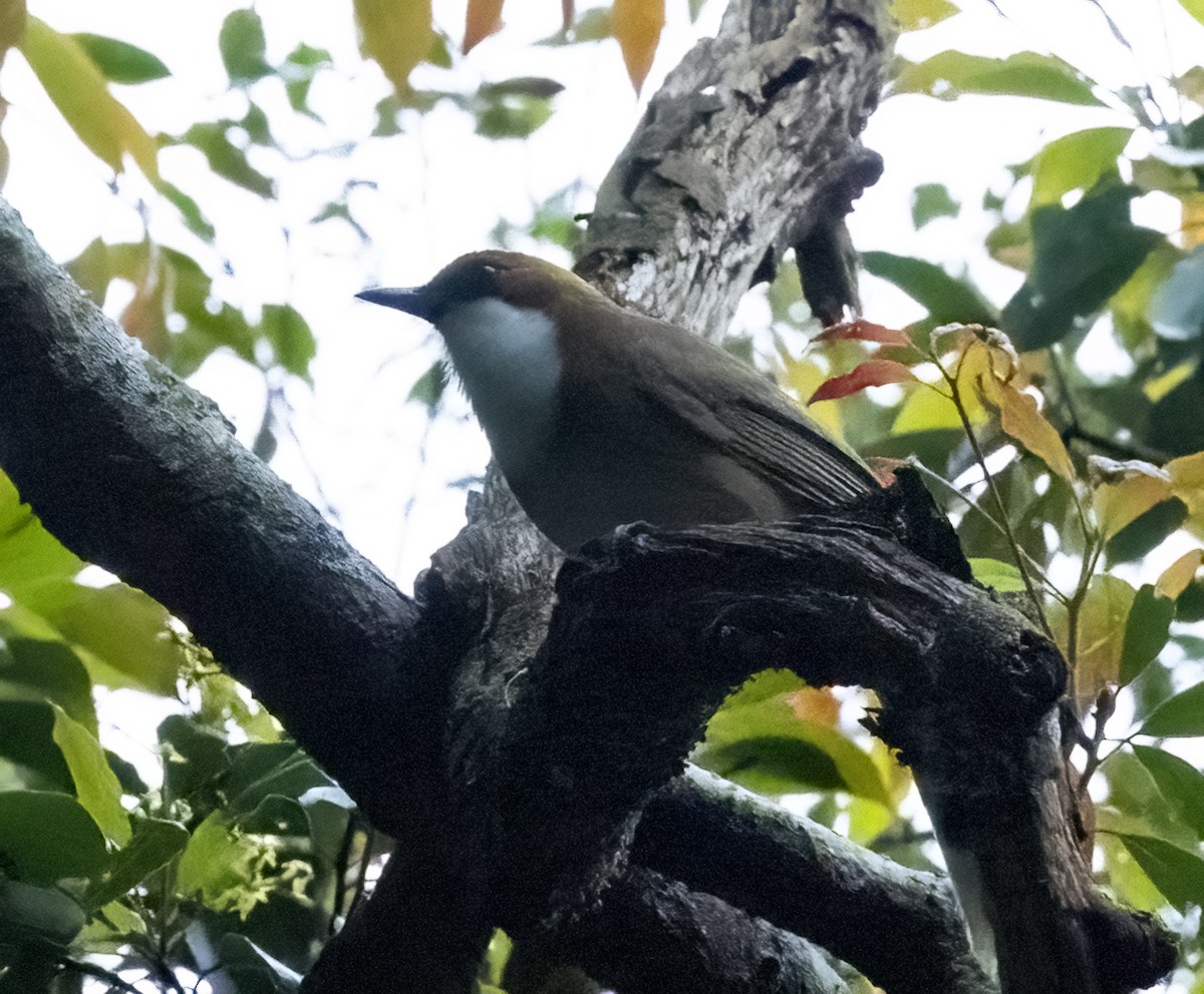 Rufous-crowned Laughingthrush - ML639921935