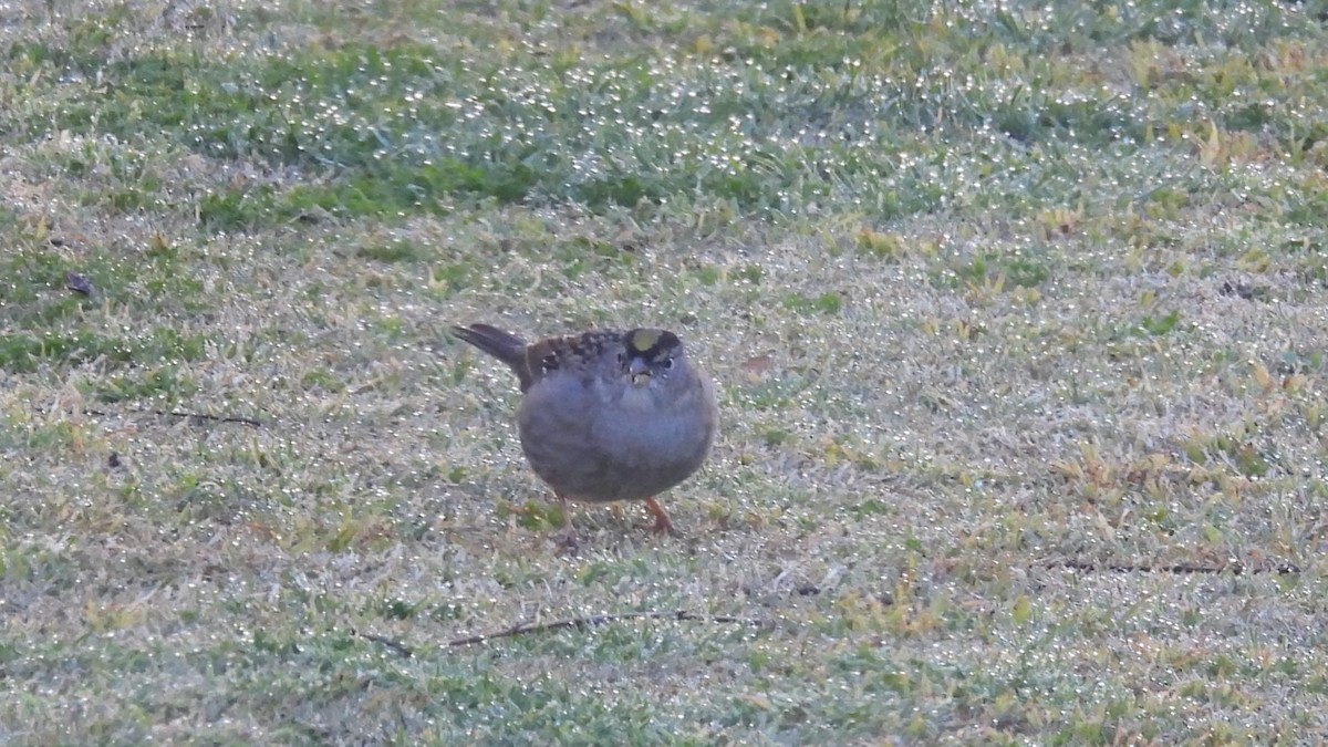 Golden-crowned Sparrow - ML639922006