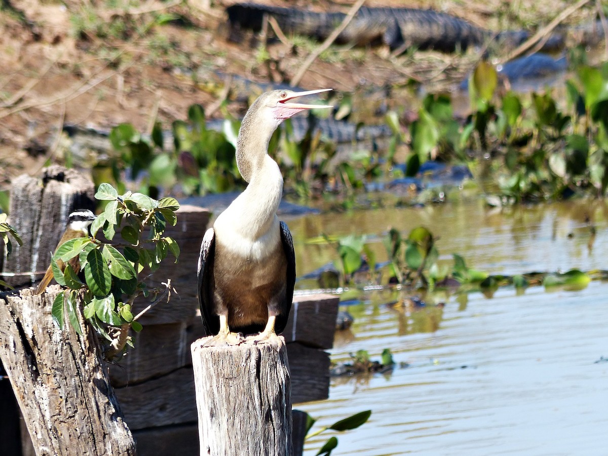 Anhinga - ML639922174