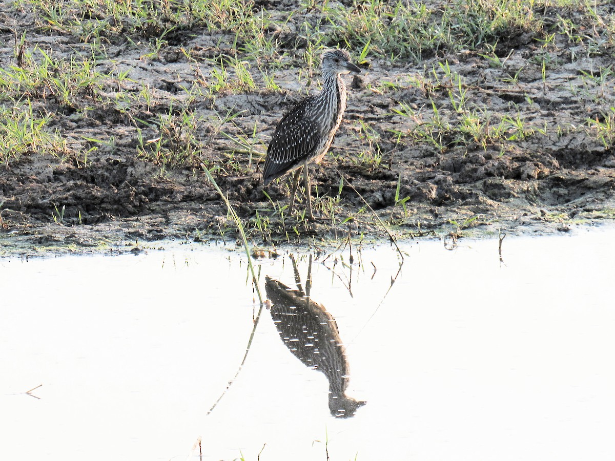 Yellow-crowned Night Heron - ML639922185