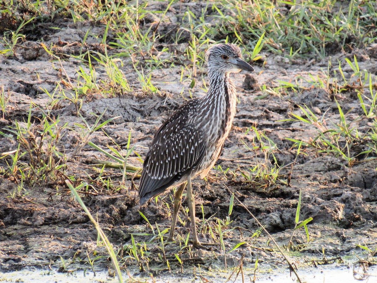 Yellow-crowned Night Heron - ML639922189