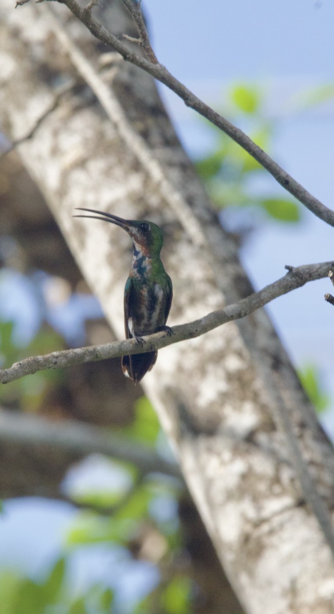 Green-breasted Mango - ML639922201