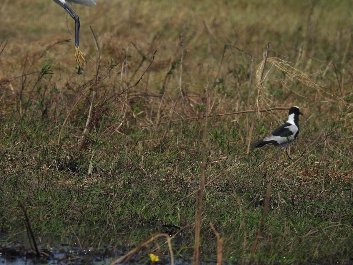 Blacksmith Lapwing - ML639922277