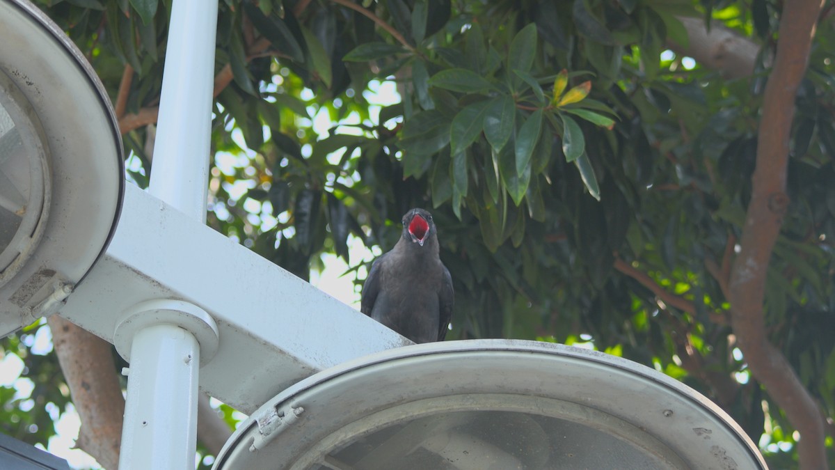 House Crow - ML639922282