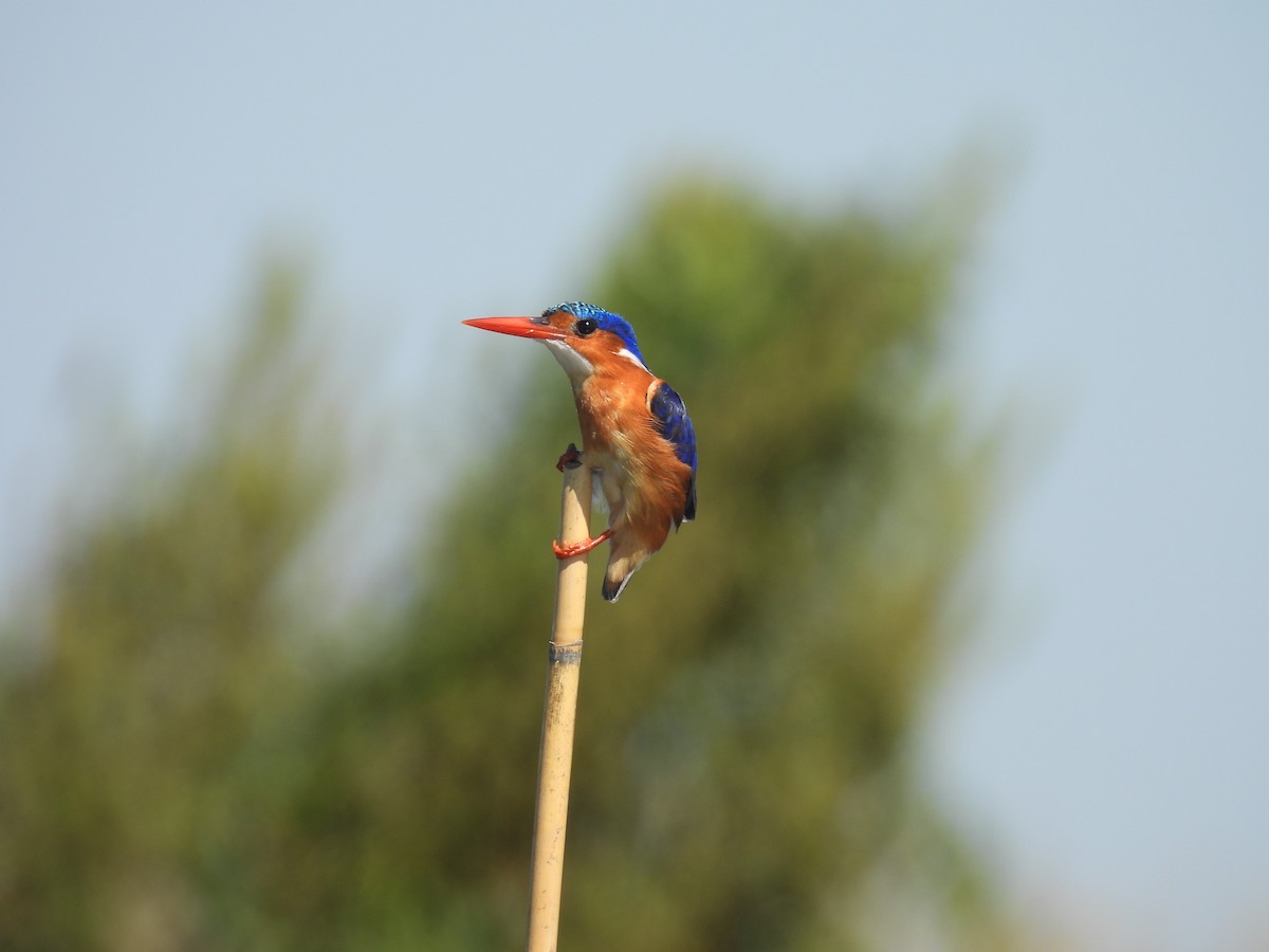 Malachite Kingfisher - ML639922291