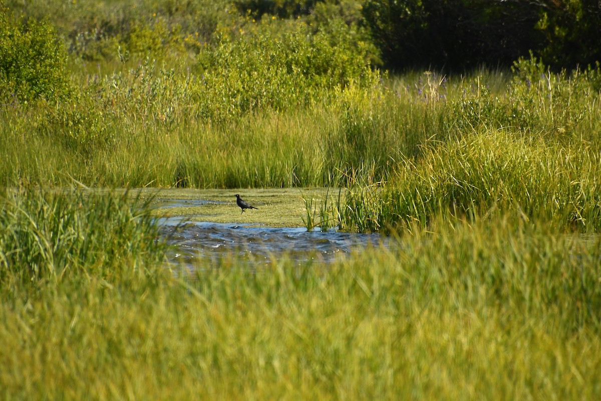 Brewer's Blackbird - ML639922382