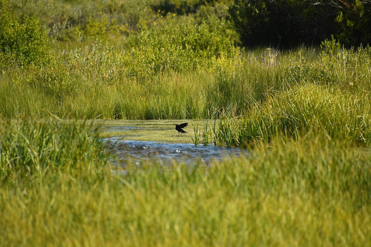 Brewer's Blackbird - ML639922383