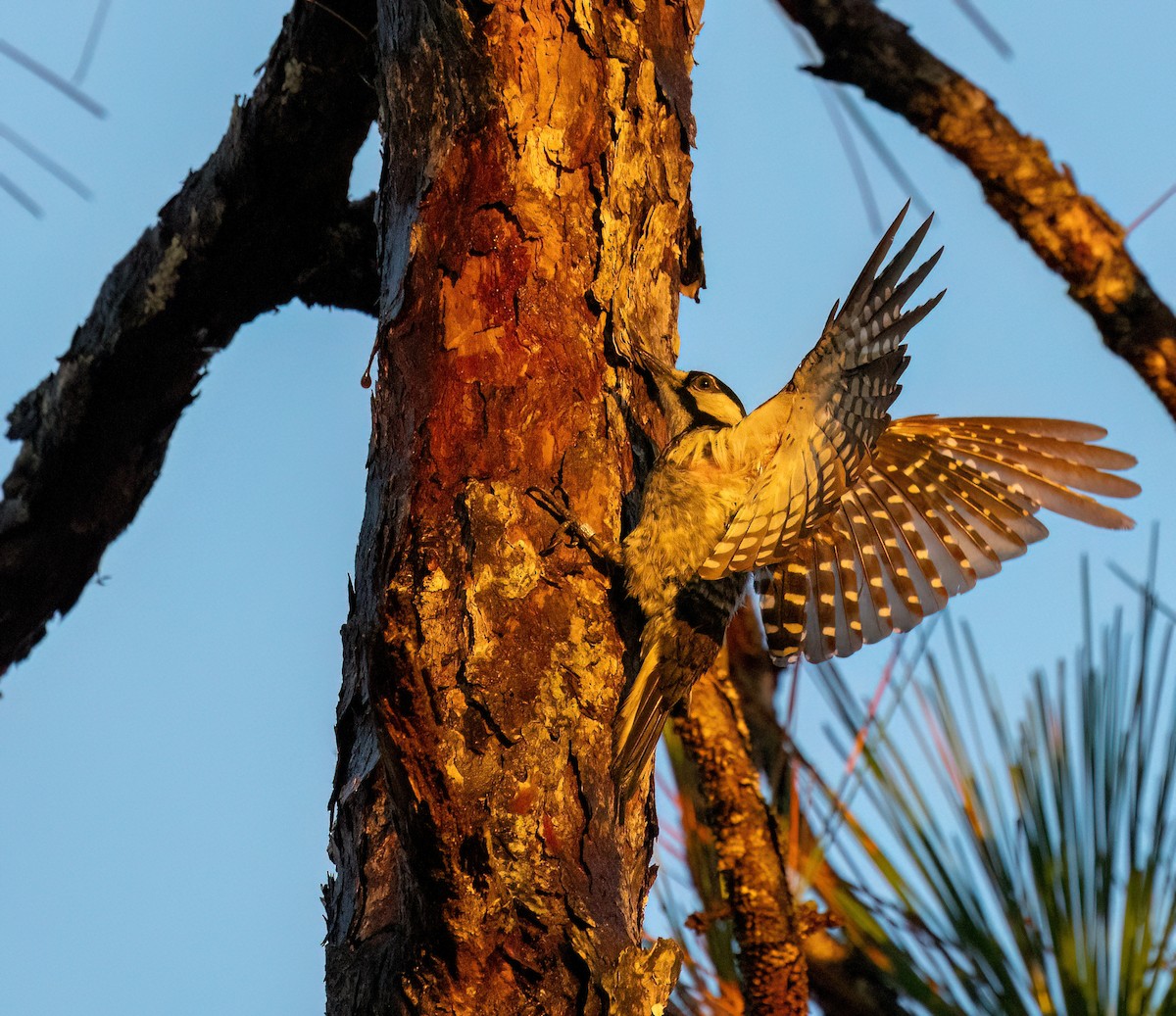 strakapoud kokardový - ML639922400