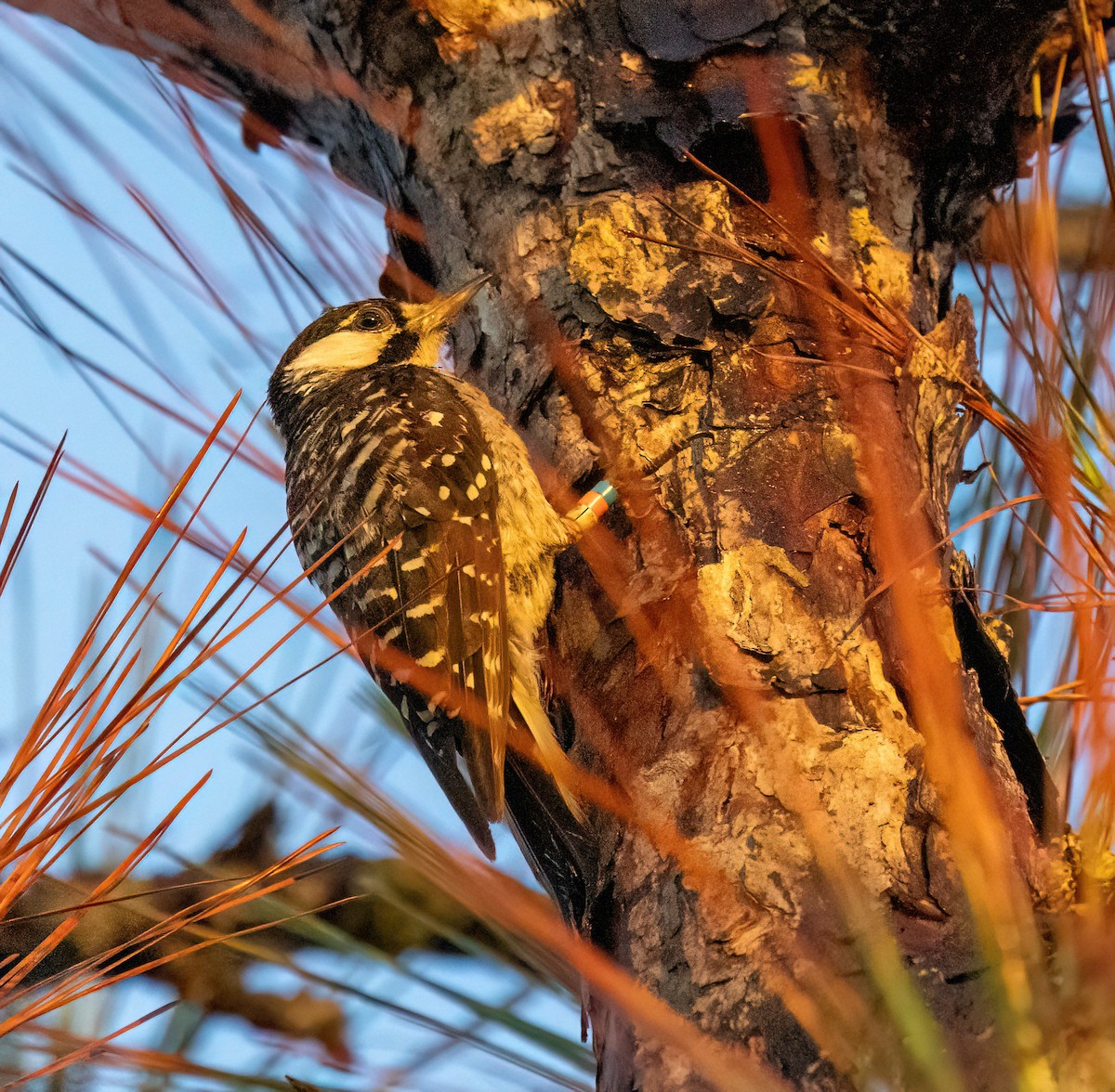 strakapoud kokardový - ML639922401