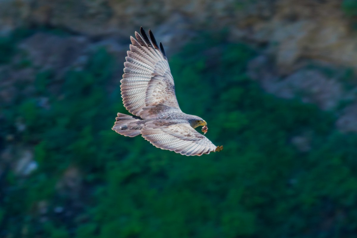 Black-chested Buzzard-Eagle - ML639922417