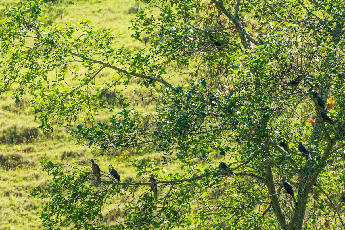 Band-tailed Pigeon (White-necked) - ML639922422