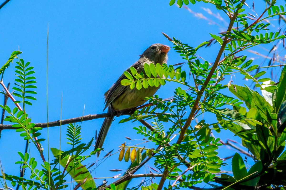 Plain-colored Seedeater - ML639922430