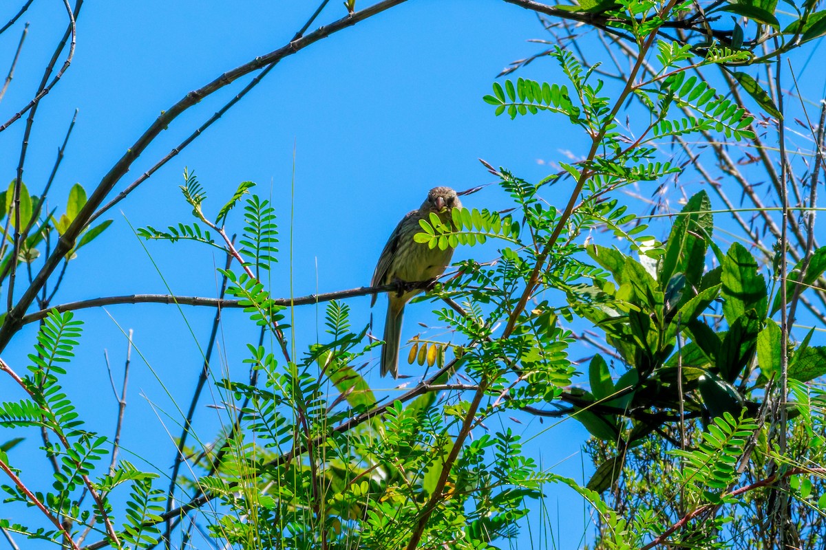Plain-colored Seedeater - ML639922431