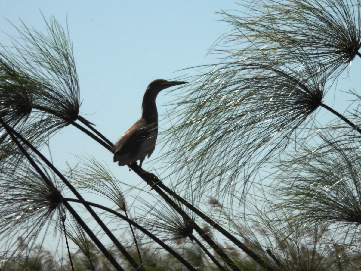 Squacco Heron - ML639922512