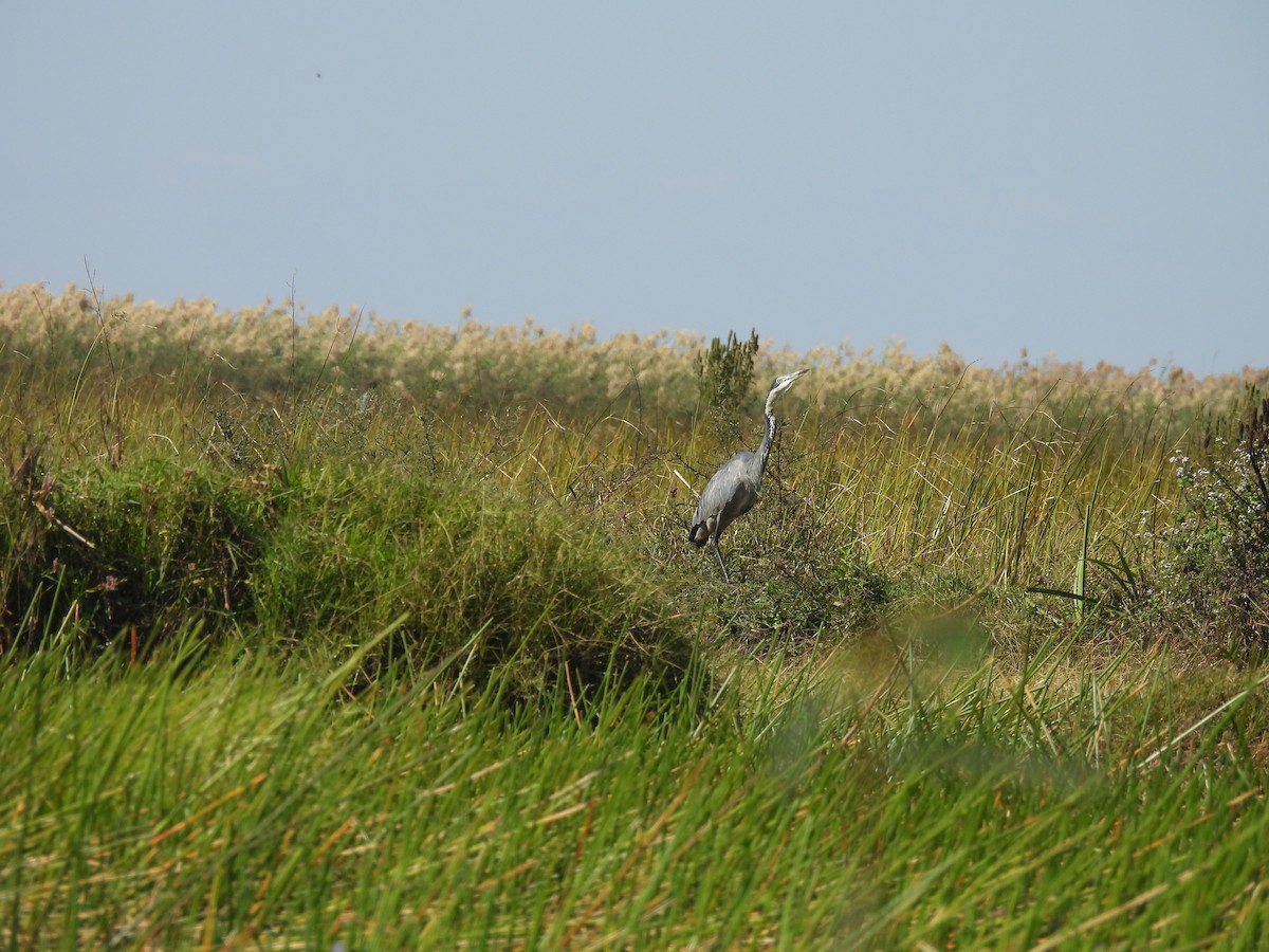 Black-headed Heron - ML639922523