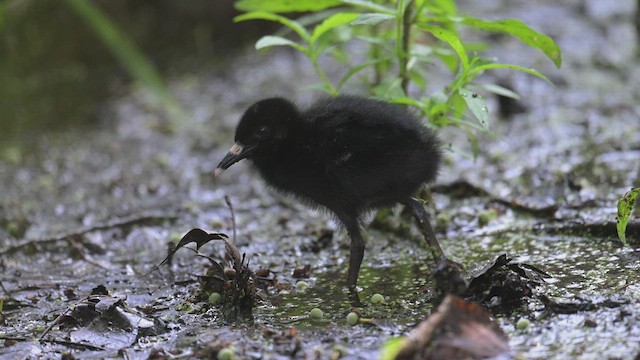 Virginia Rail - ML639922540
