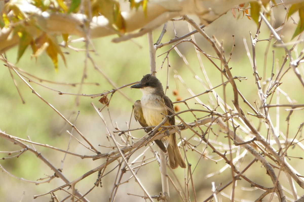 Thick-billed Kingbird - ML639922546