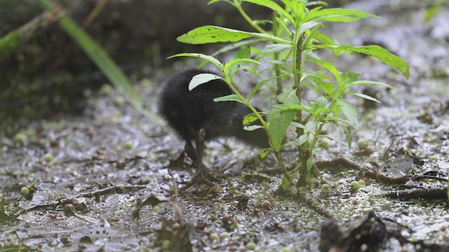 Virginia Rail - ML639922552