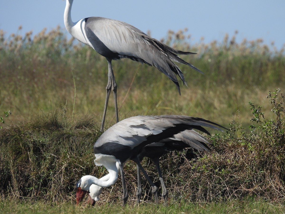 Wattled Crane - ML639922587
