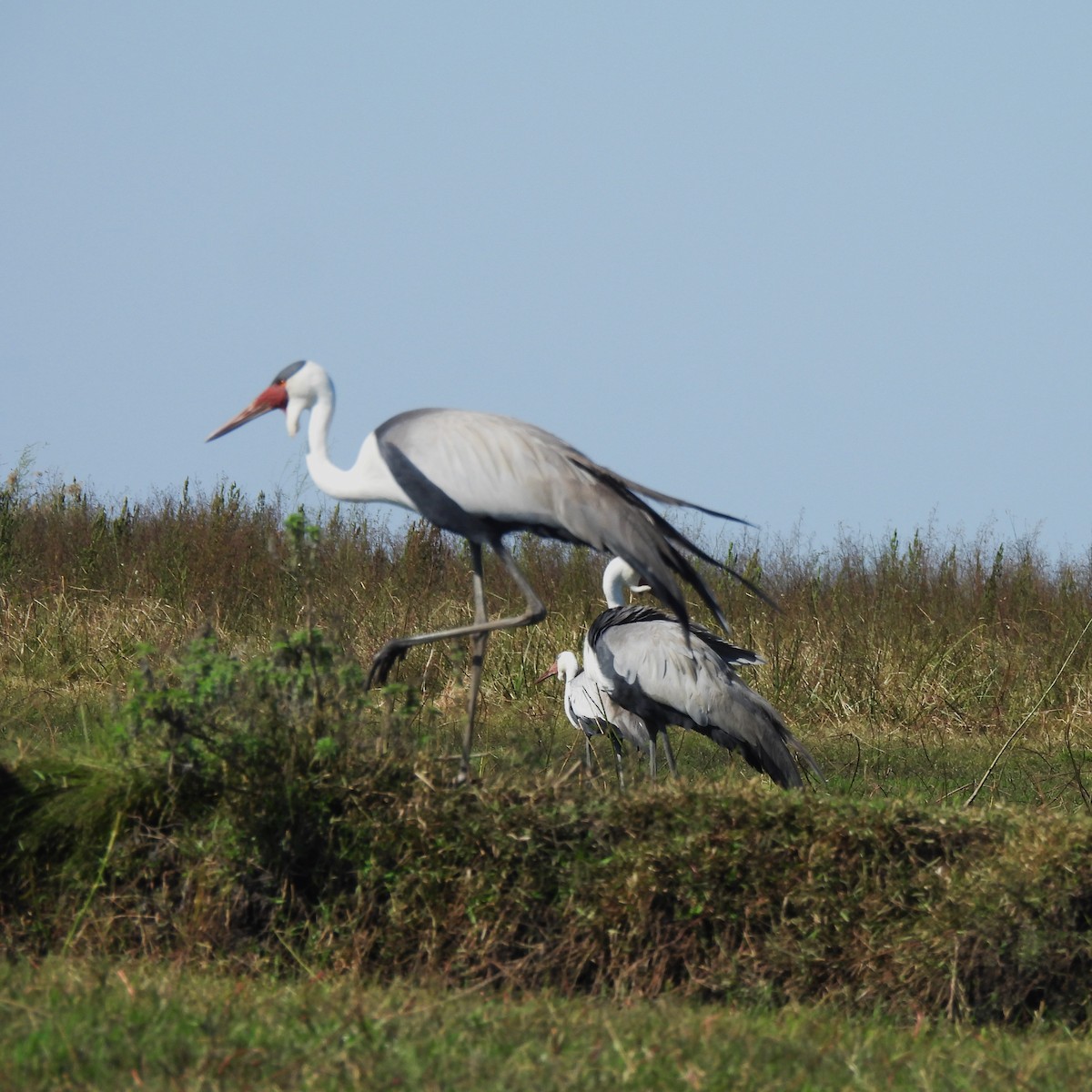 Wattled Crane - ML639922589
