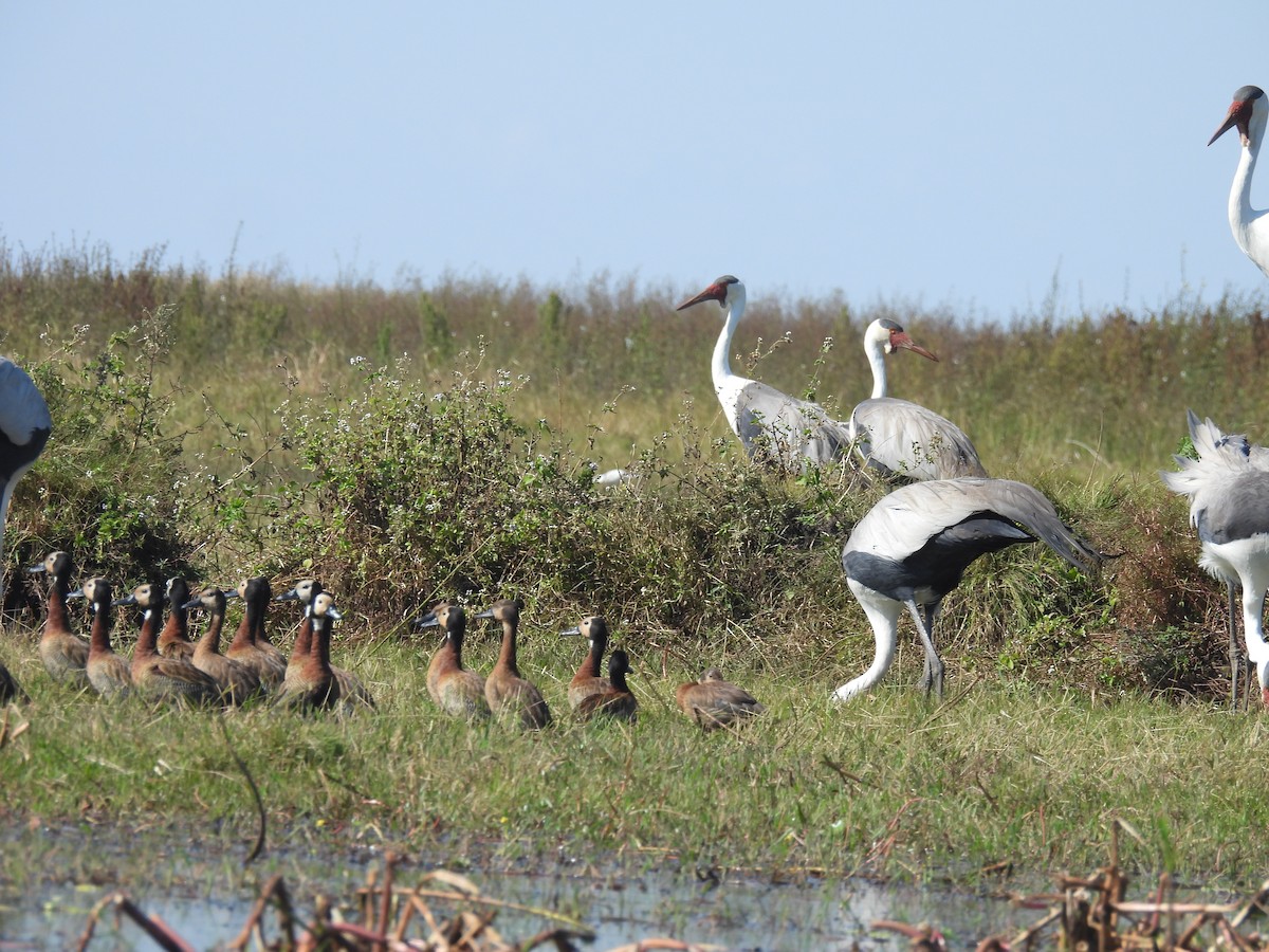 White-faced Whistling-Duck - ML639922604