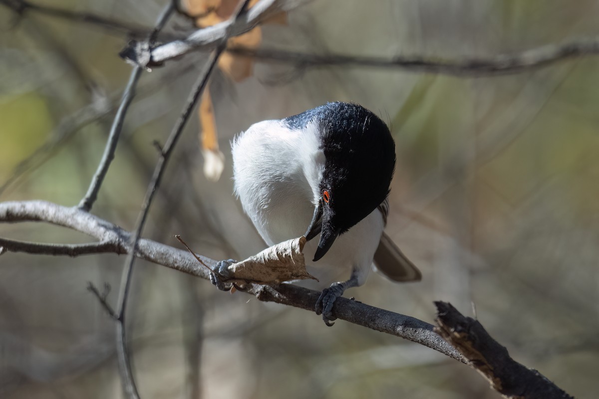 Black-backed Puffback - ML639922606