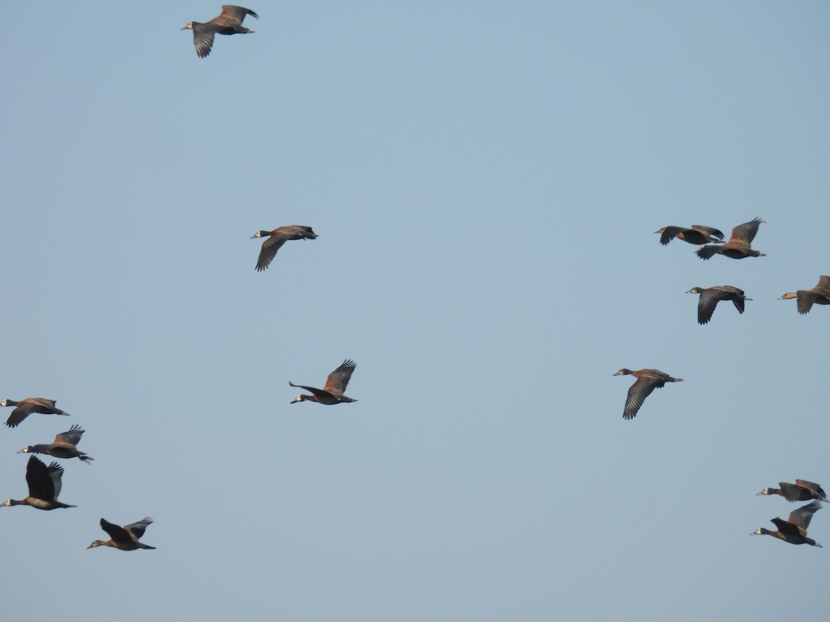 White-faced Whistling-Duck - ML639922608