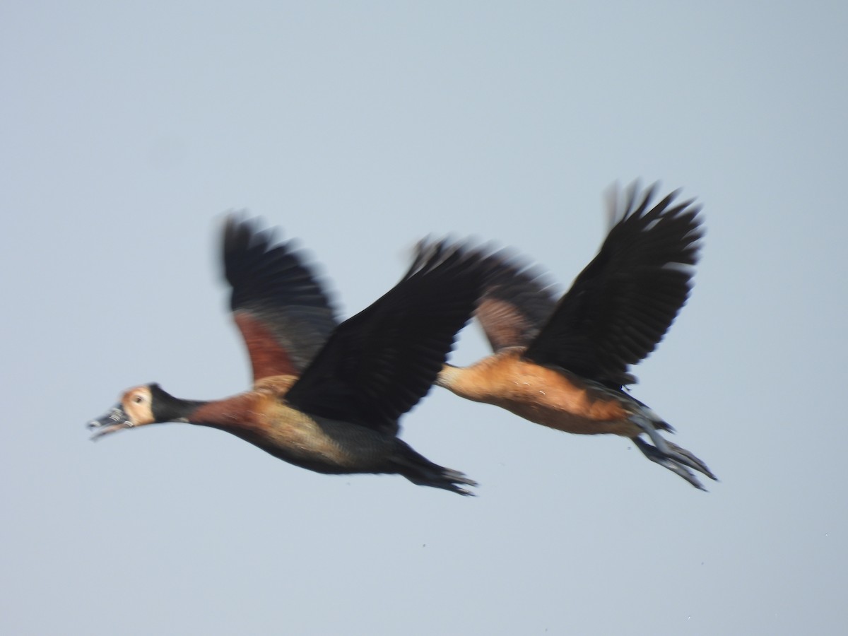 White-faced Whistling-Duck - ML639922610