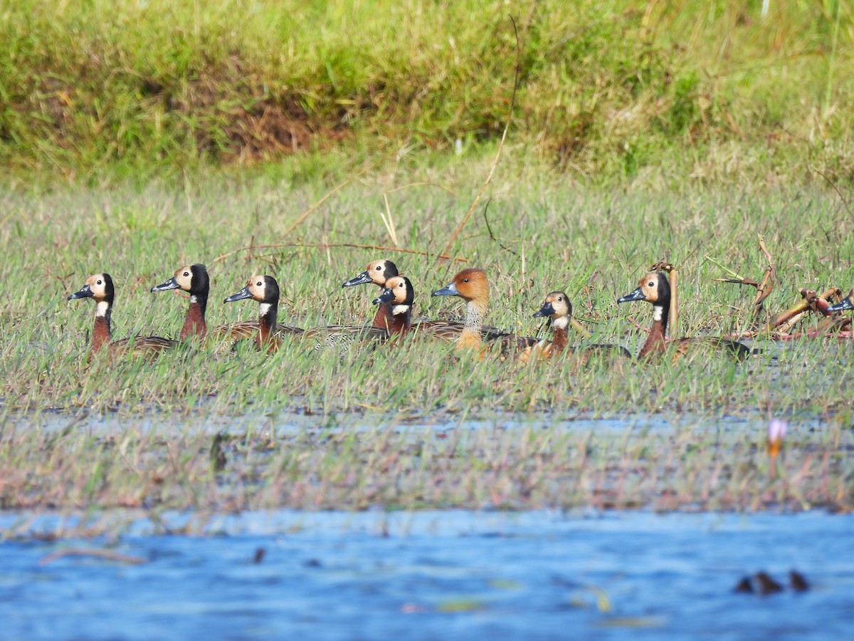 Fulvous Whistling-Duck - ML639922645