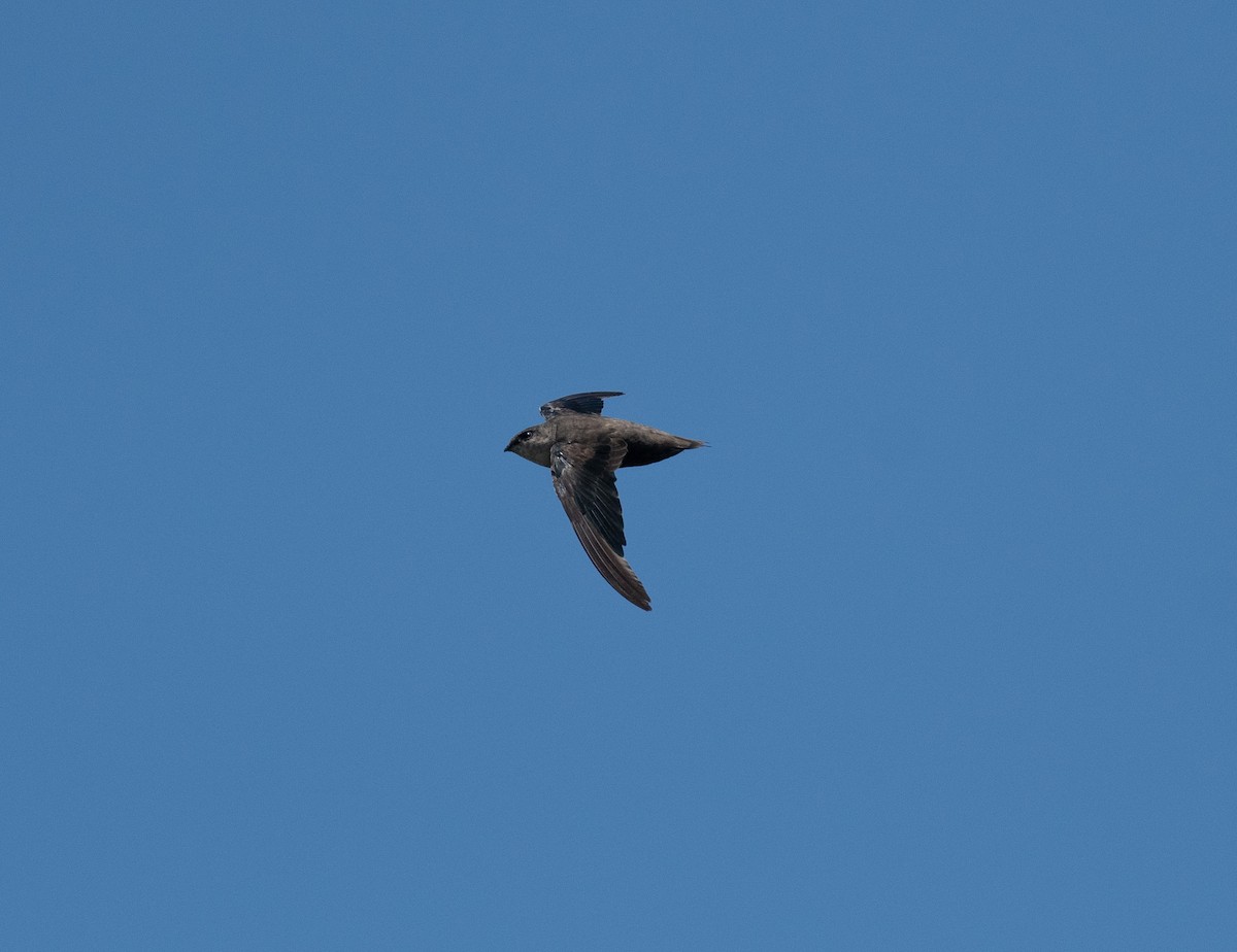 Chimney Swift - ML639922648