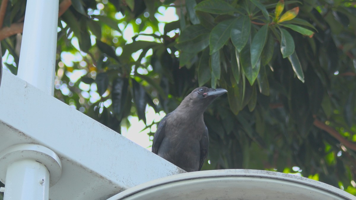 House Crow - ML639922662