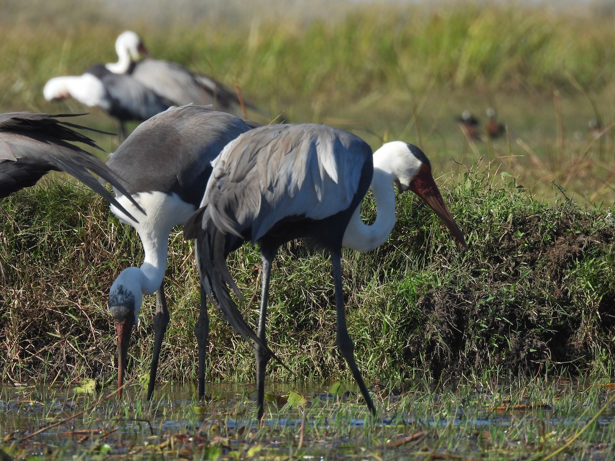 Wattled Crane - ML639922663