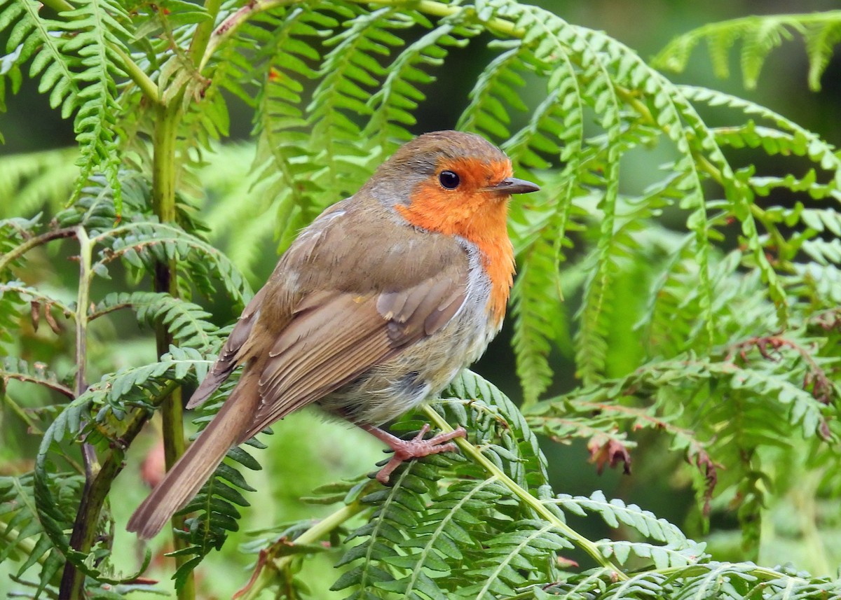 European Robin - ML639922690