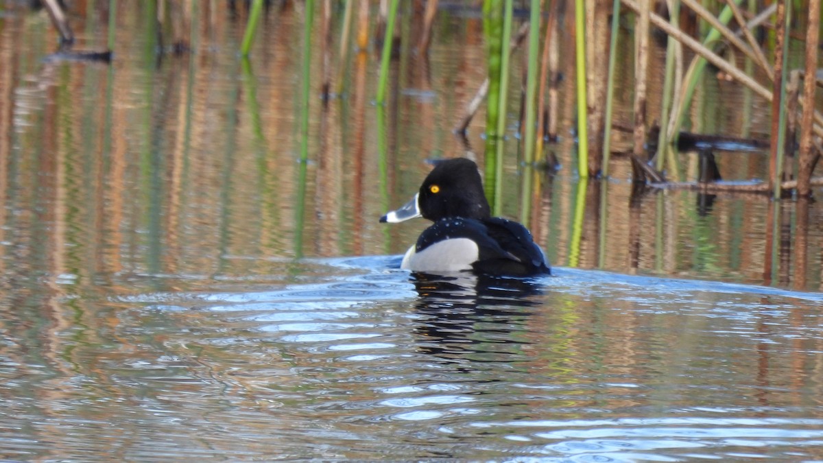 Ring-necked Duck - ML639922695