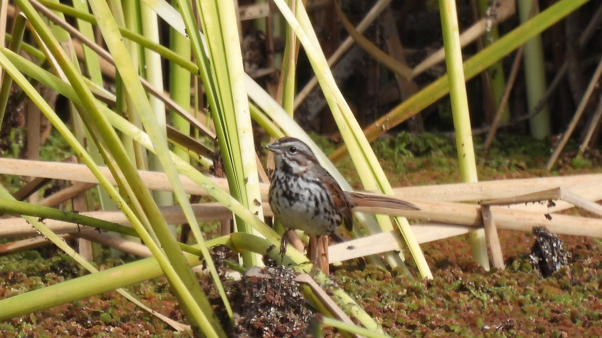 Song Sparrow - ML639922700