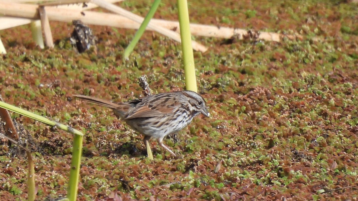 Song Sparrow - ML639922701