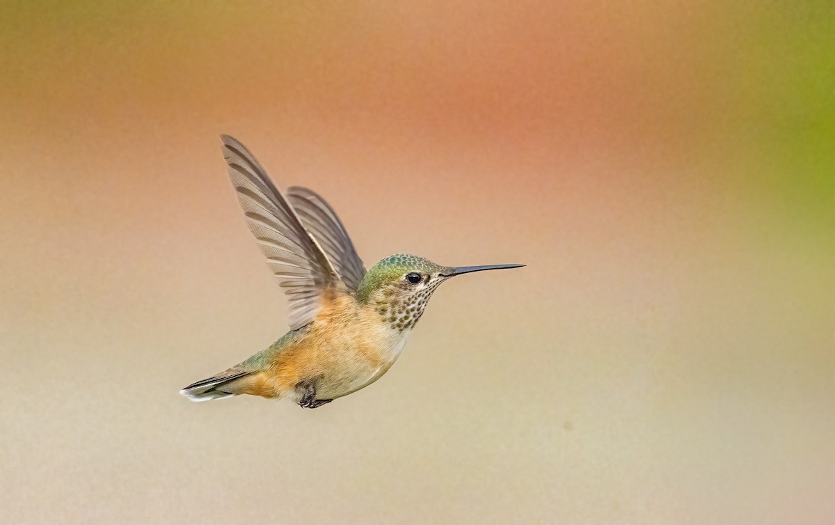 Calliope Hummingbird - ML639922702
