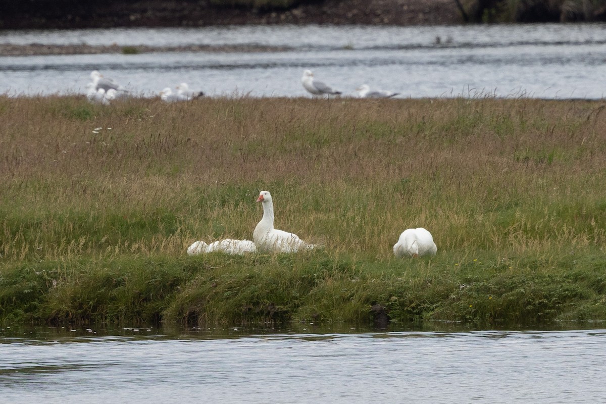 Graylag Goose (Domestic type) - ML639922713