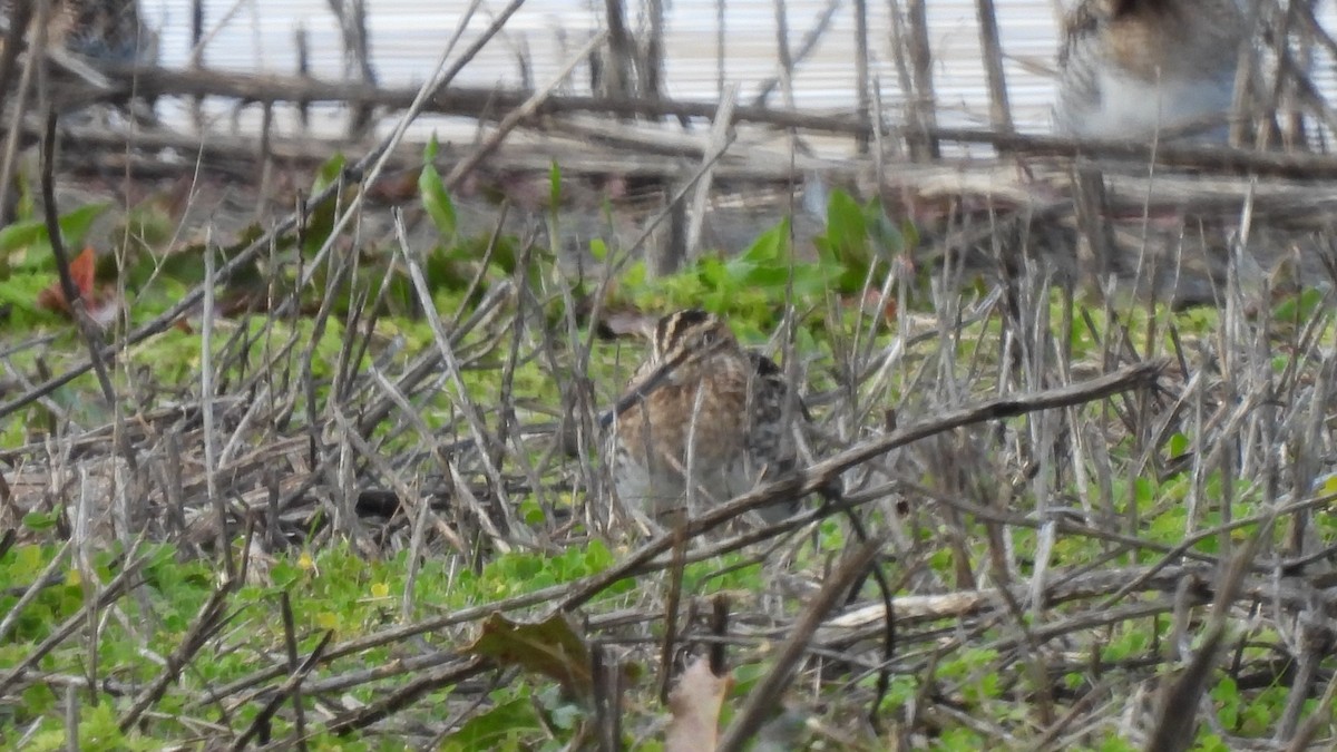 Wilson's Snipe - ML639922718