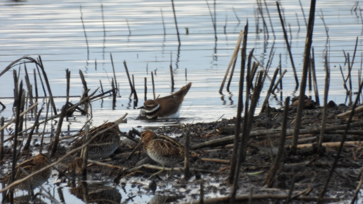 Wilson's Snipe - ML639922719