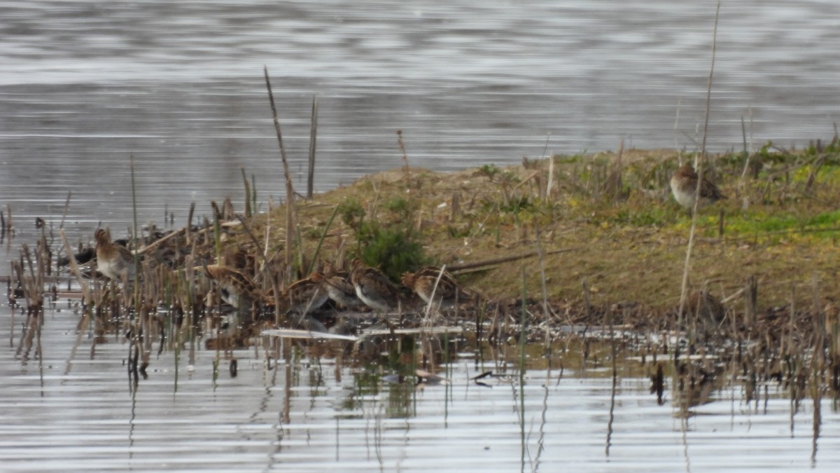 Wilson's Snipe - ML639922720