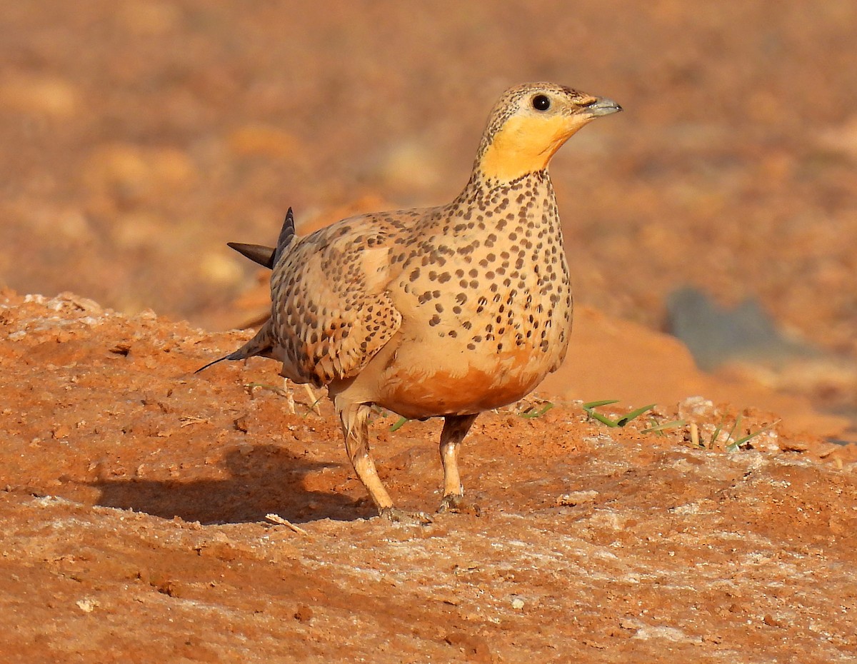 Spotted Sandgrouse - ML639922779