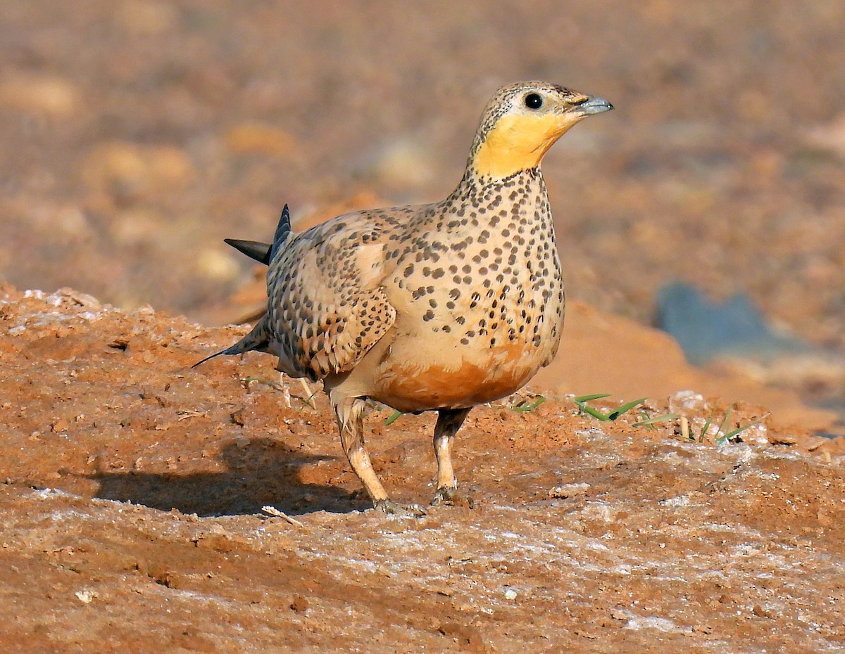 Spotted Sandgrouse - ML639922780