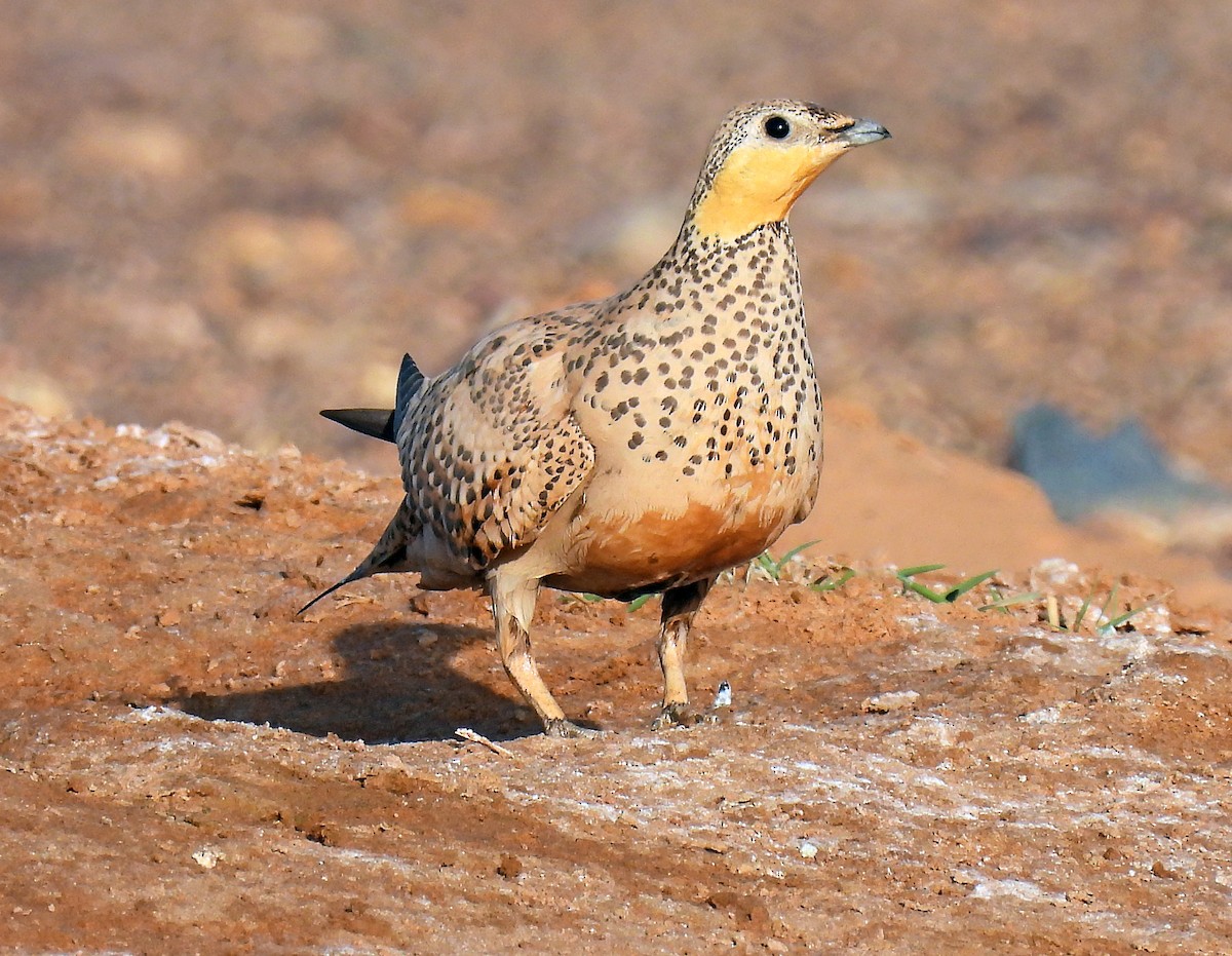 Spotted Sandgrouse - ML639922781