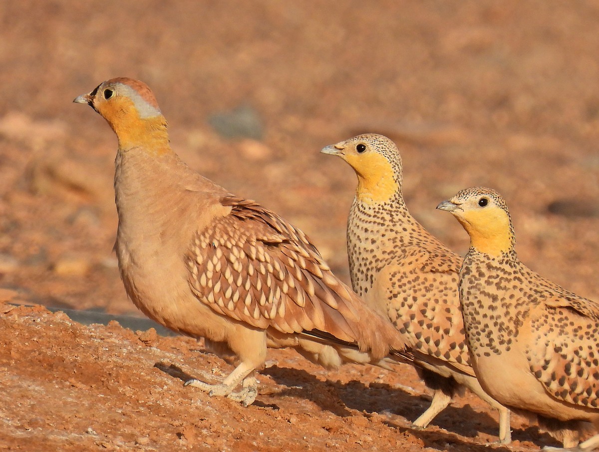 Spotted Sandgrouse - ML639922783